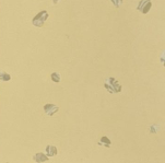GEMMANEW Rubber Flooring – EL01013