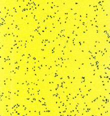GEMMANEW PVC Quartz-Sand Wear-Resistant Flooring – ONE88321
