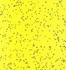 GEMMANEW PVC Quartz-Sand Wear-Resistant Flooring – ONE88321